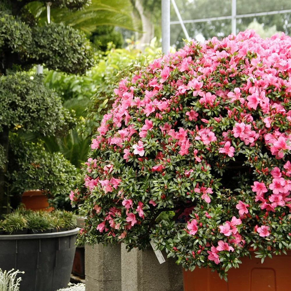 Azalee: varietà e come curarle