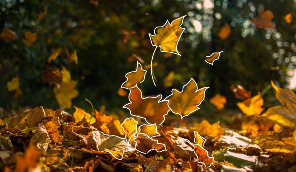 Raccogliere le foglie cadute in autunno
